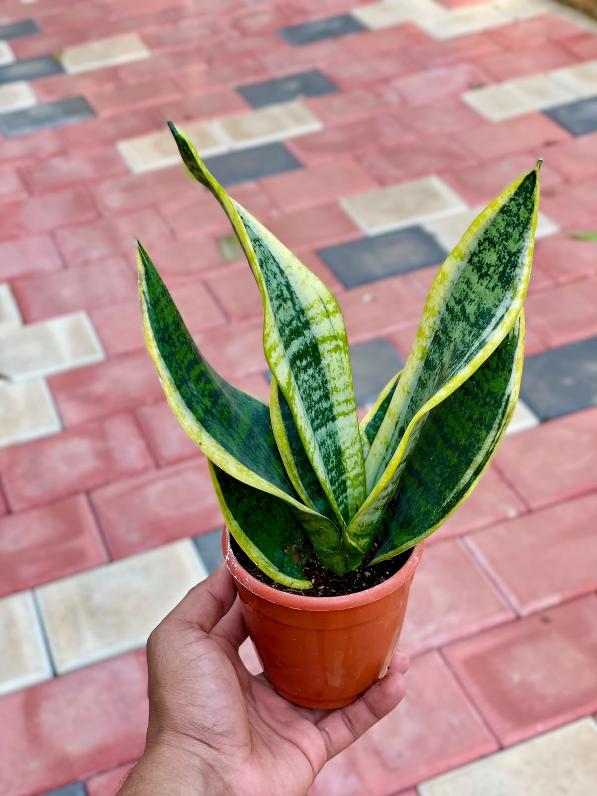 Sansevieria Superba – 10 cm Nursery Pot