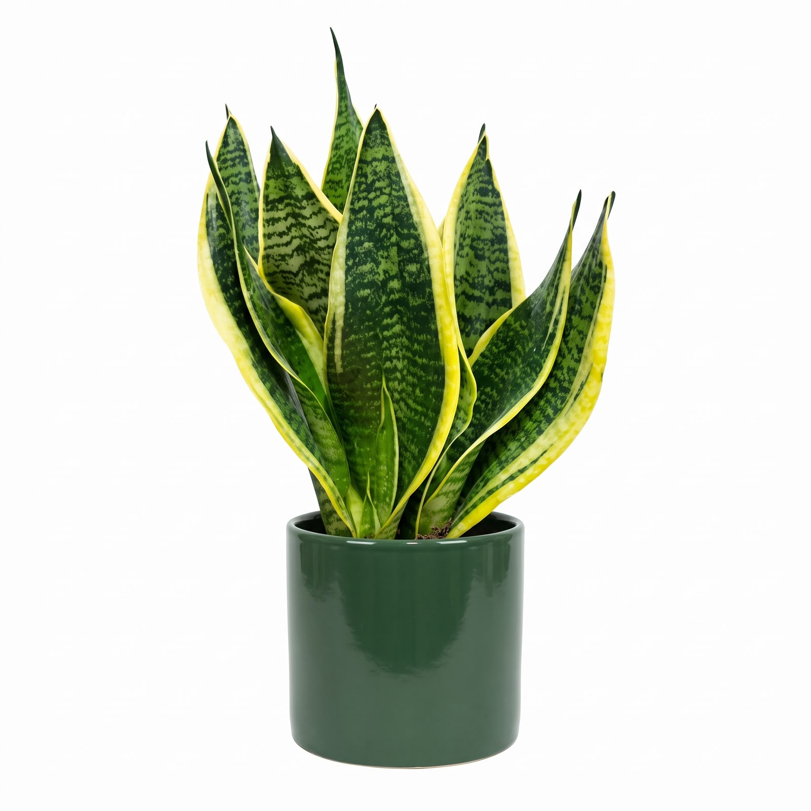 Sansevieria Superba – 10 cm Nursery Pot