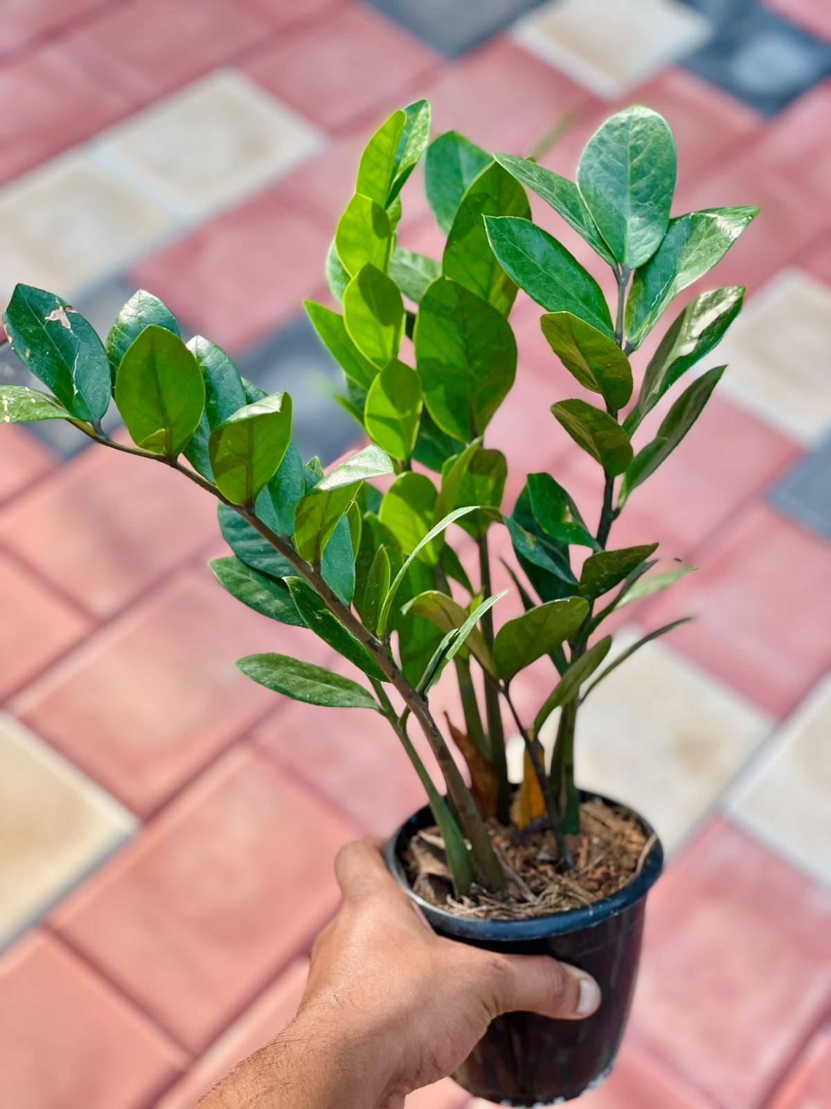 ZZ Plant Green – 12 cm Pot