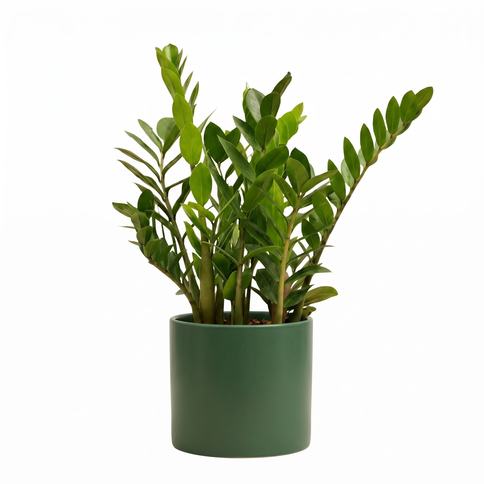 ZZ Plant Green – 12 cm Pot