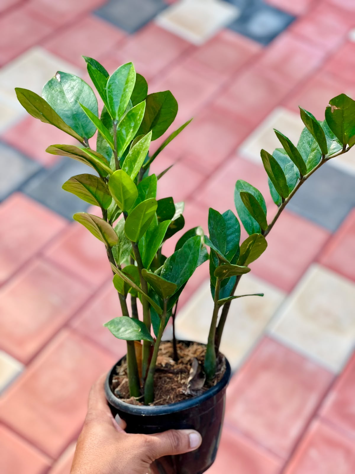 ZZ Plant Green – 12 cm Pot
