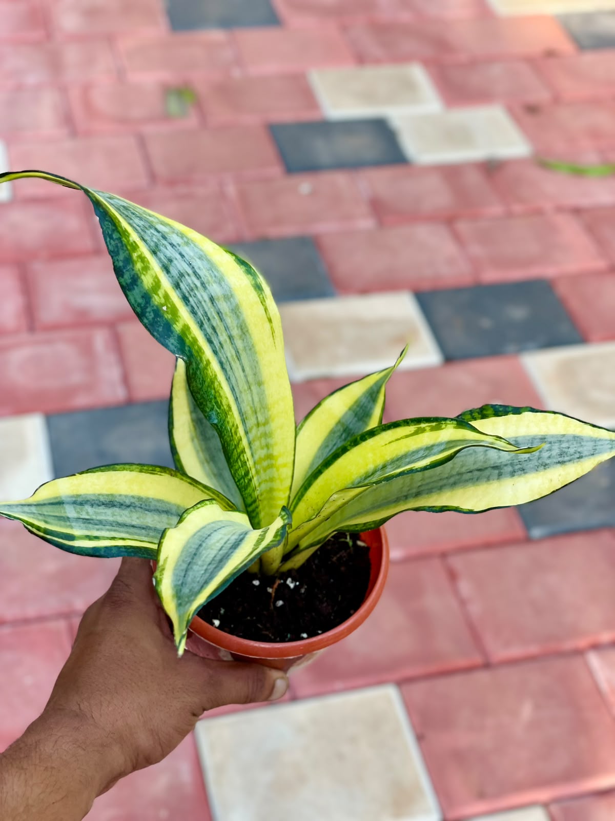 Sansevieria Gold Dust – 12 cm Pot