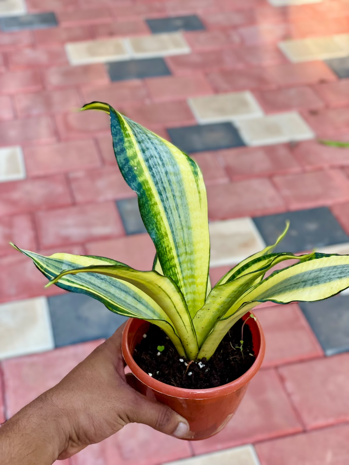 Sansevieria Gold Dust – 12 cm Pot