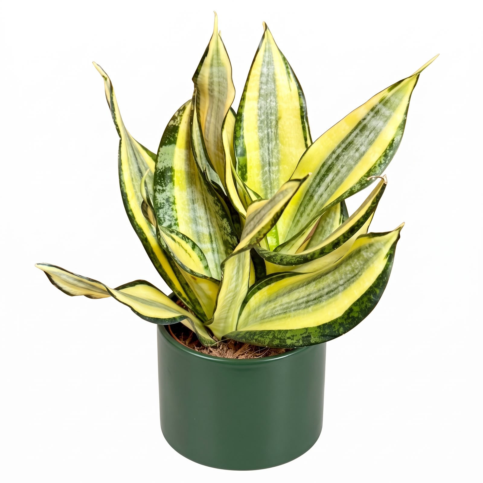 Sansevieria Gold Dust – 12 cm Pot