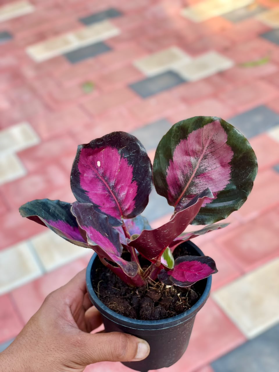 Calathea Rusco – 4 Inch Pot
