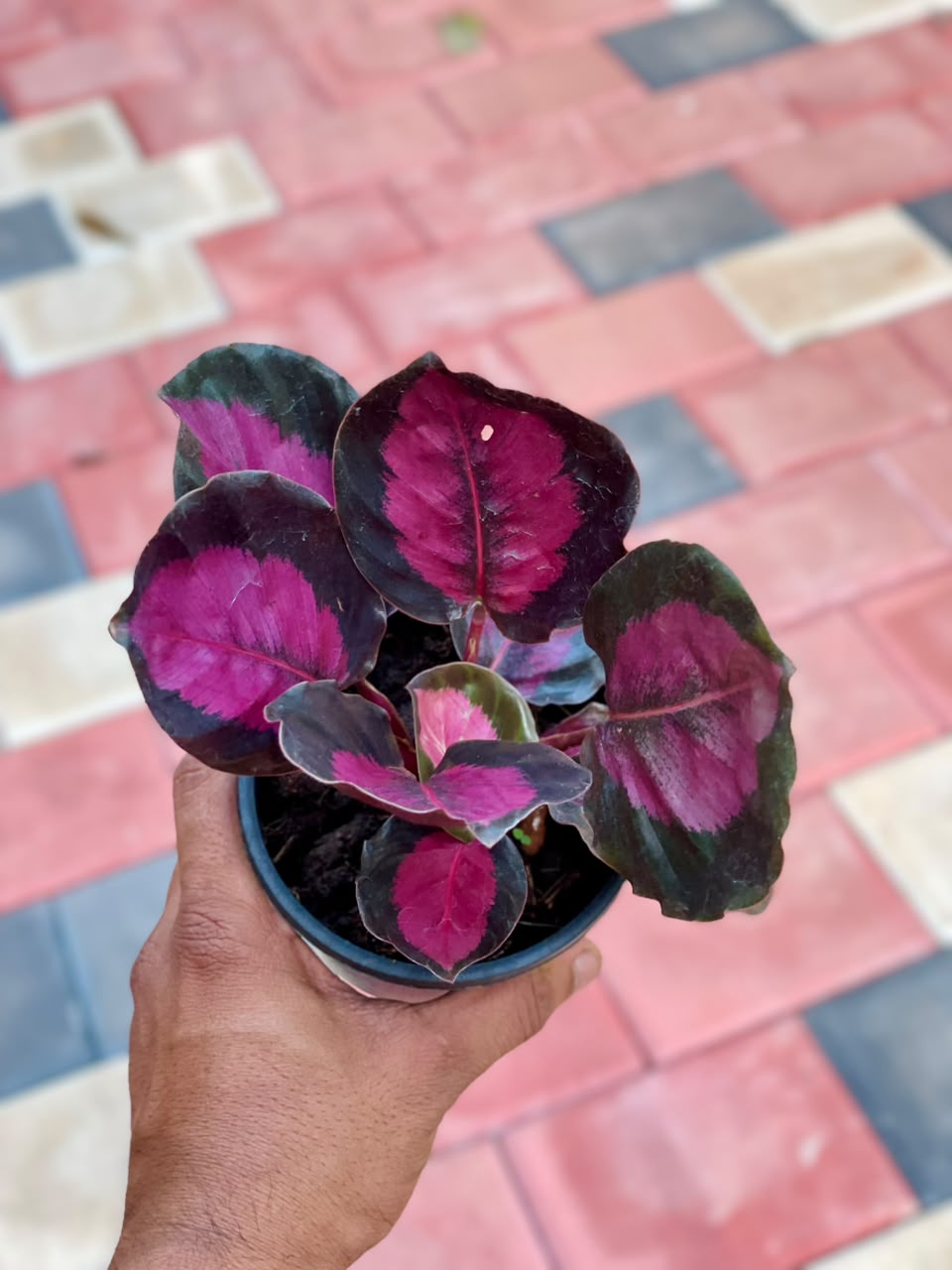 Calathea Rusco – 4 Inch Pot