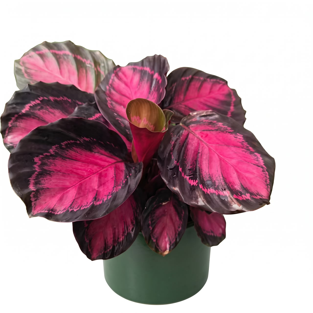 Calathea Rusco – 4 Inch Pot