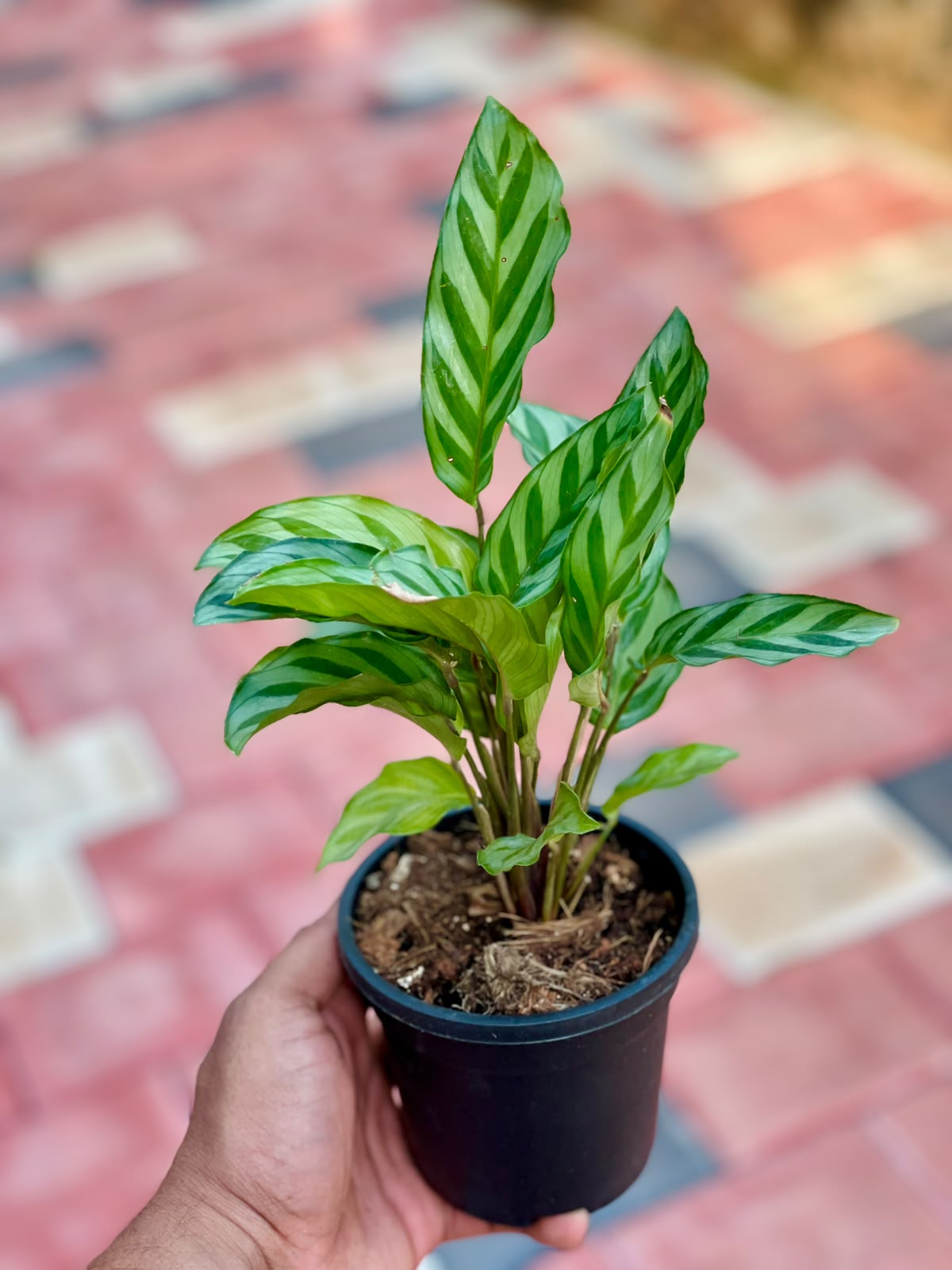 Calathea Freddie – 8.5 cm Pot