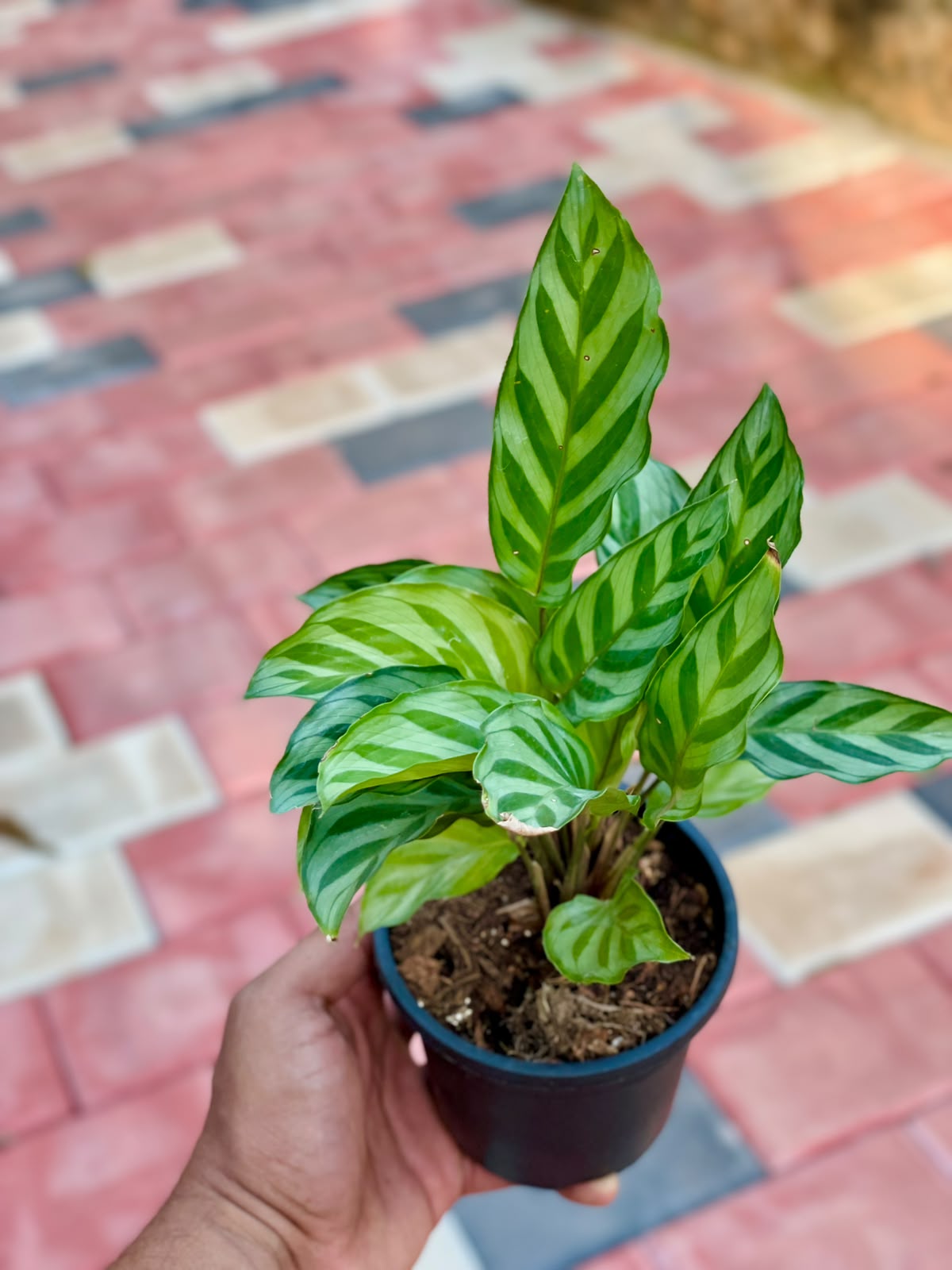 Calathea Freddie – 8.5 cm Pot