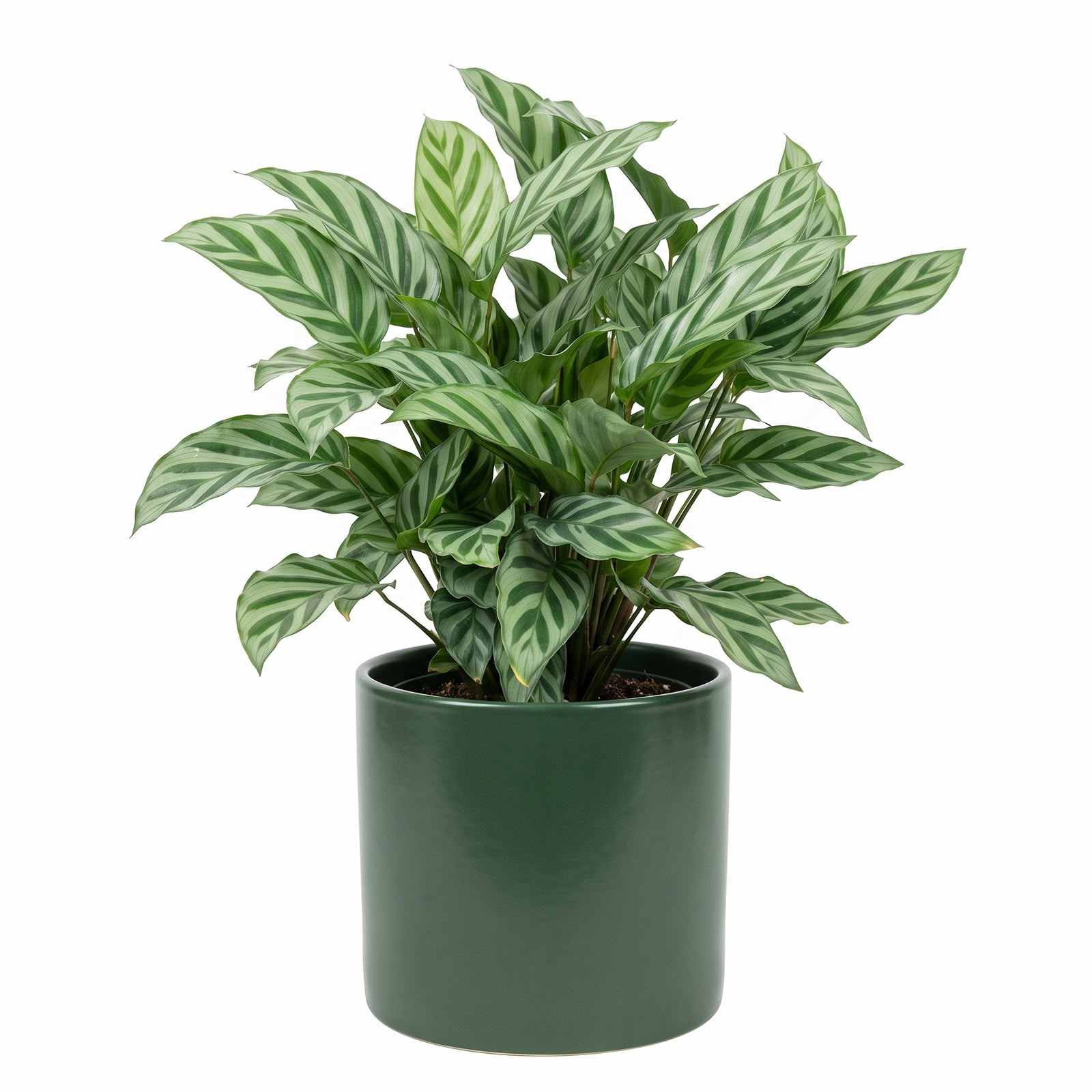 Calathea Freddie – 8.5 cm Pot