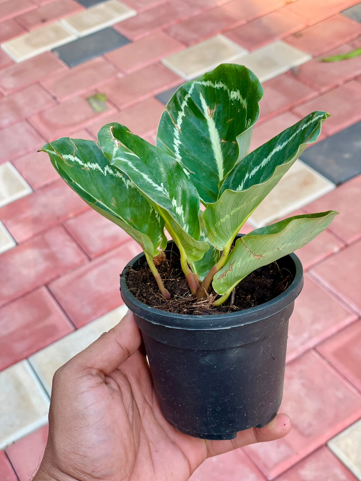 Calathea Green Lipstick – 4 Inch Pot