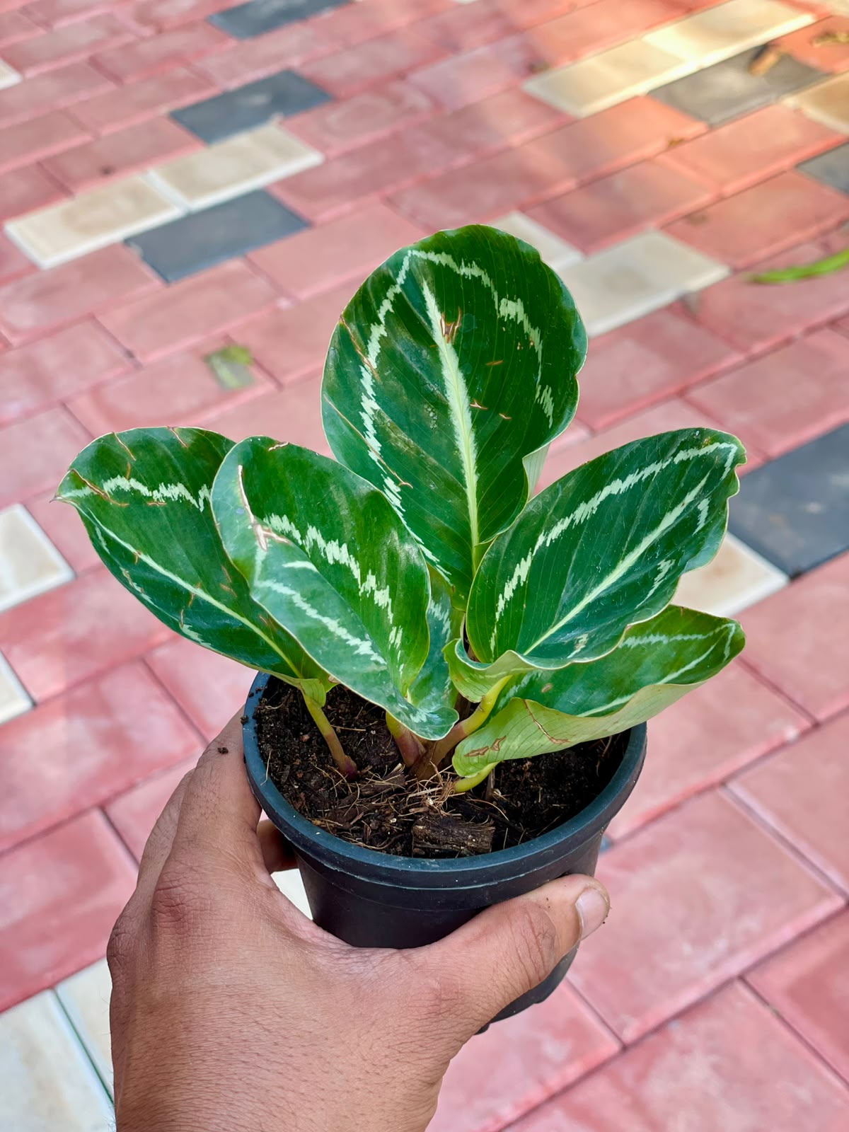 Calathea Green Lipstick – 4 Inch Pot