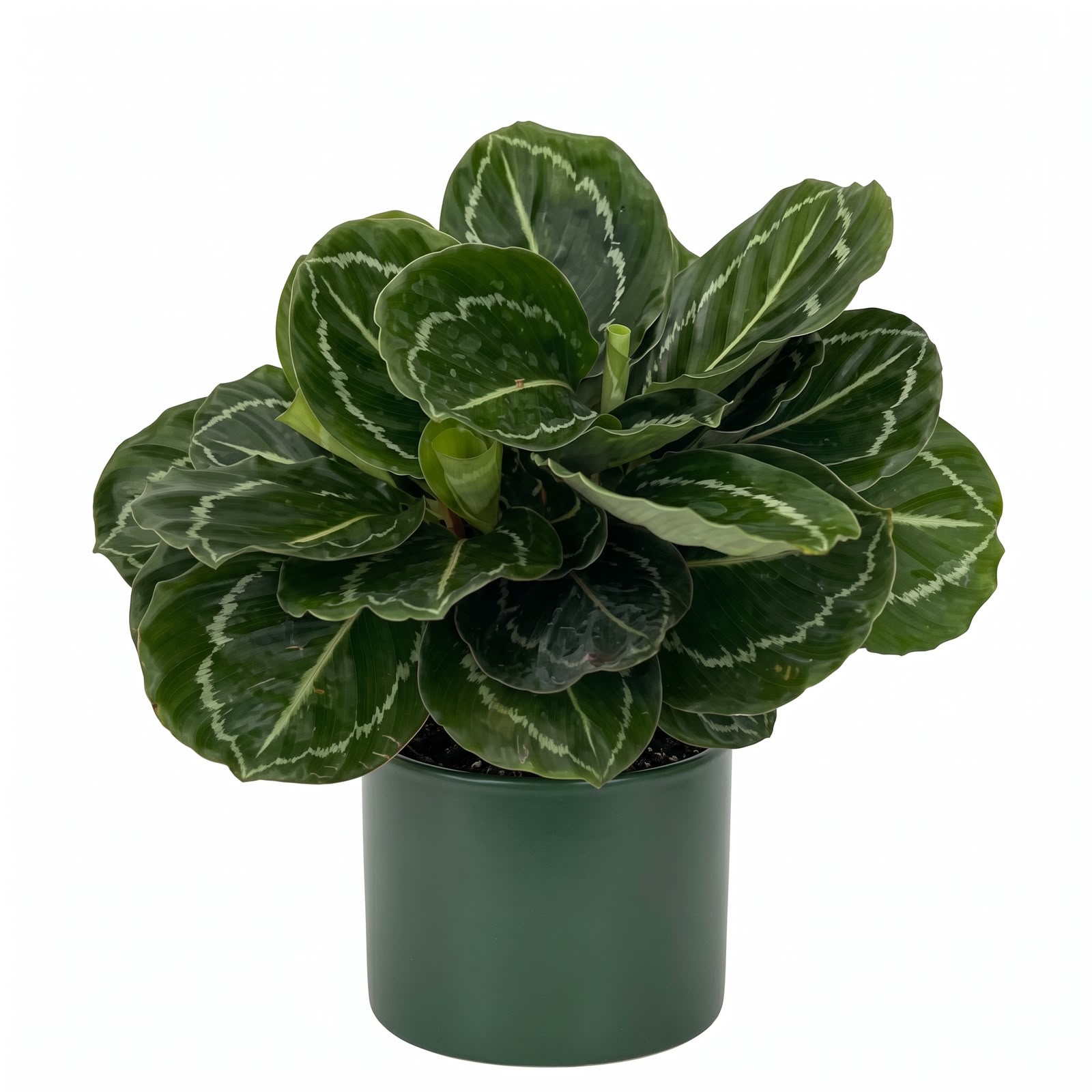 Calathea Green Lipstick – 4 Inch Pot