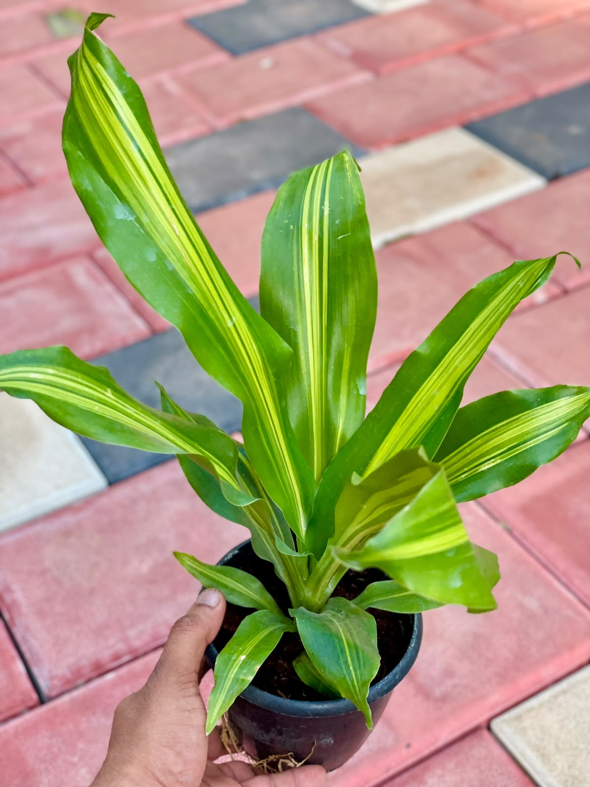Dracaena Dara Singh – 12 cm Nursery Pot