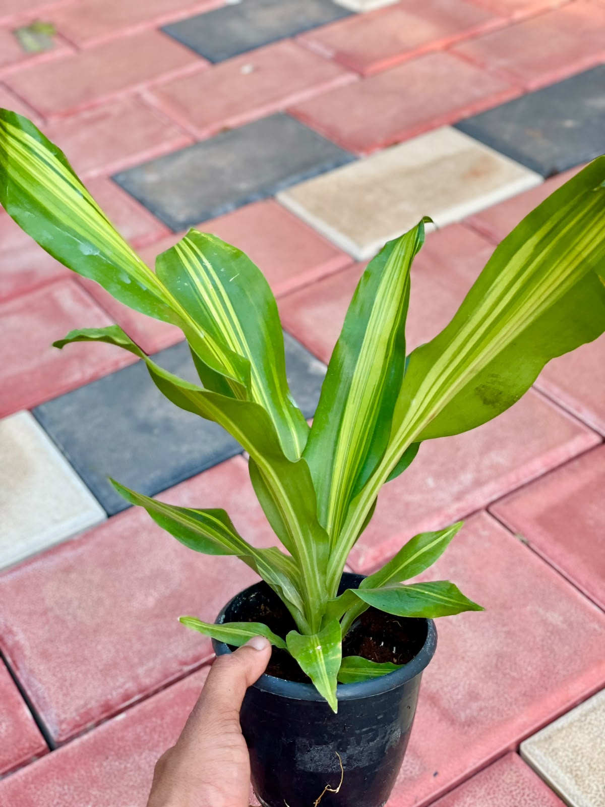 Dracaena Dara Singh – 12 cm Nursery Pot