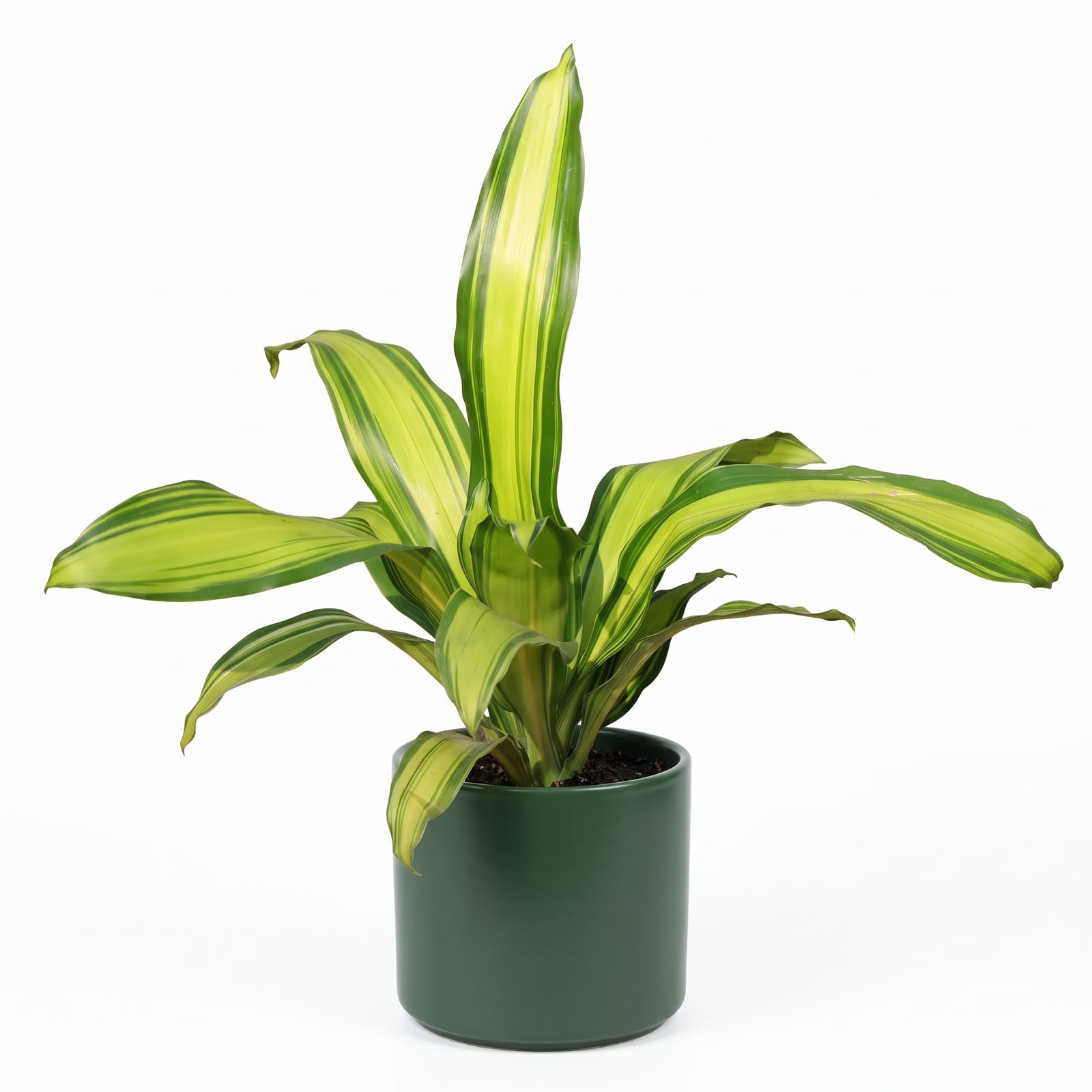 Dracaena Dara Singh – 12 cm Nursery Pot