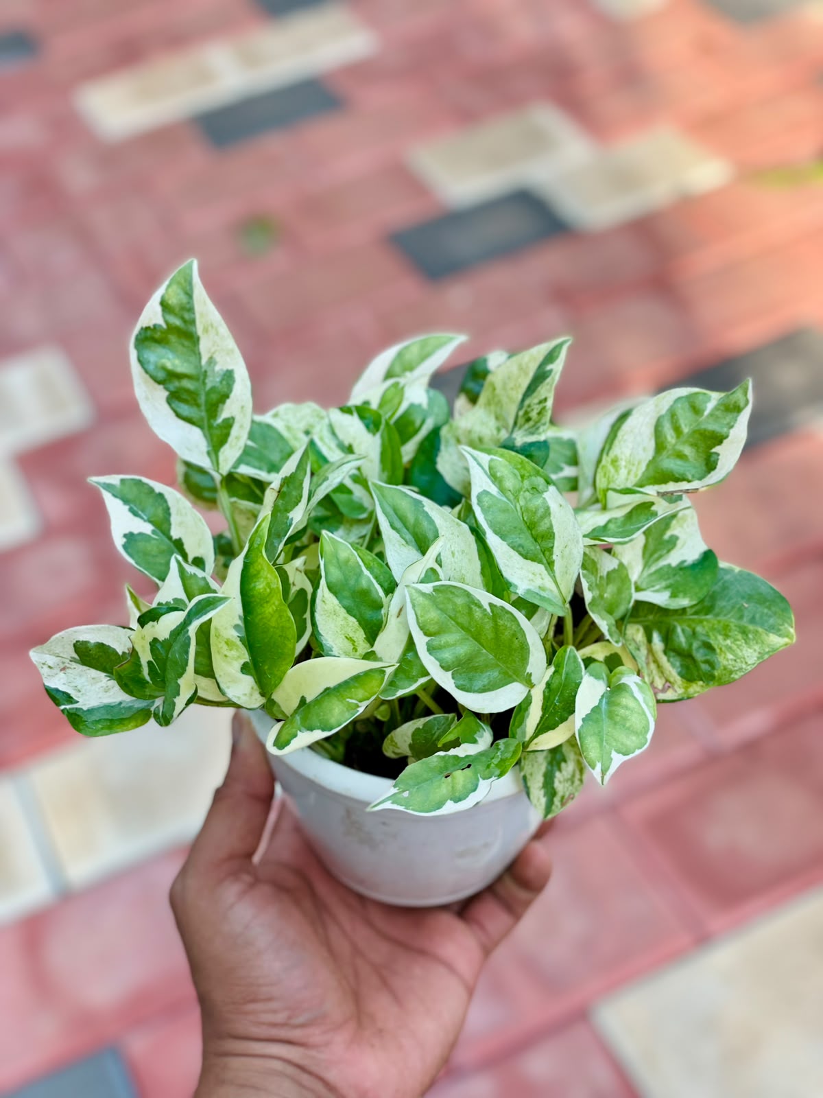 Variegated Money Plant – 12 cm Pot