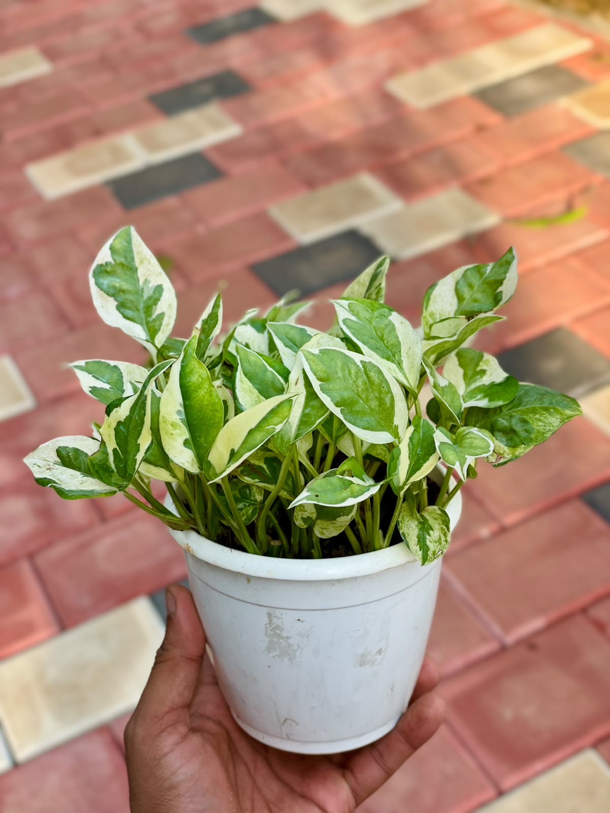 Variegated Money Plant – 12 cm Pot