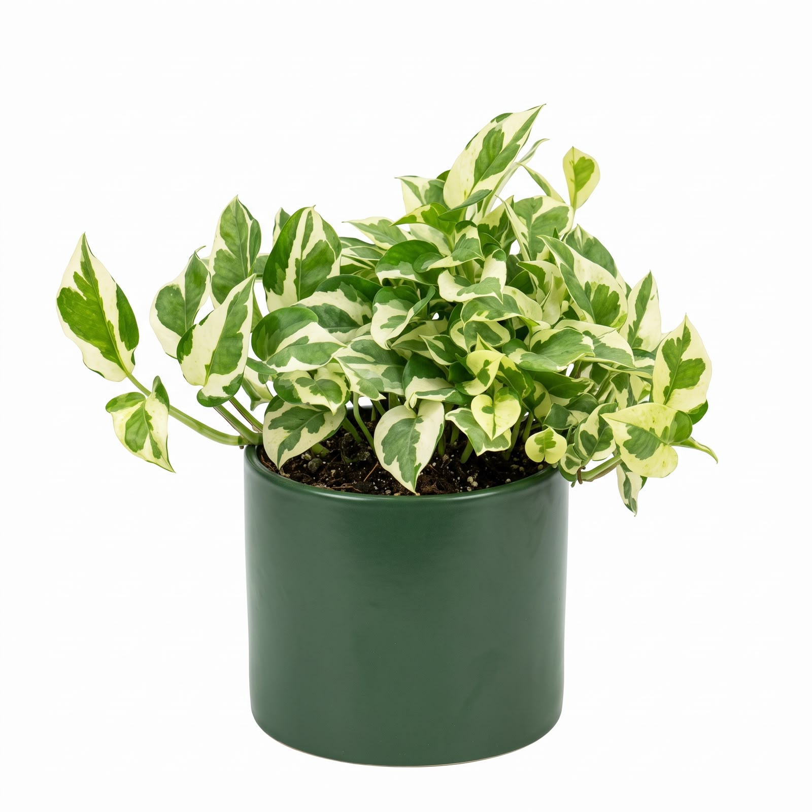 Variegated Money Plant – 12 cm Pot