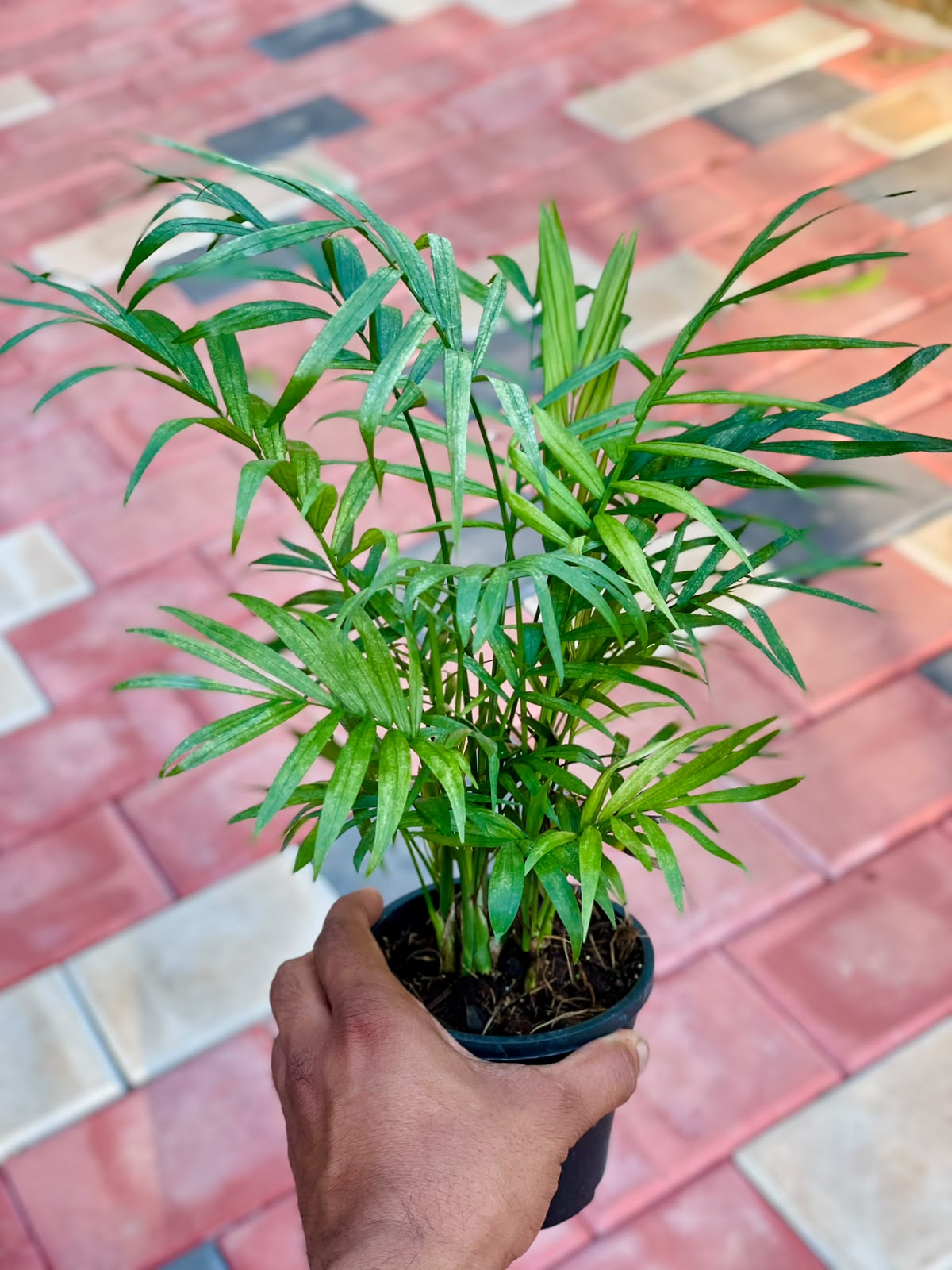 Bamboo Palm – 4 Inch Pot