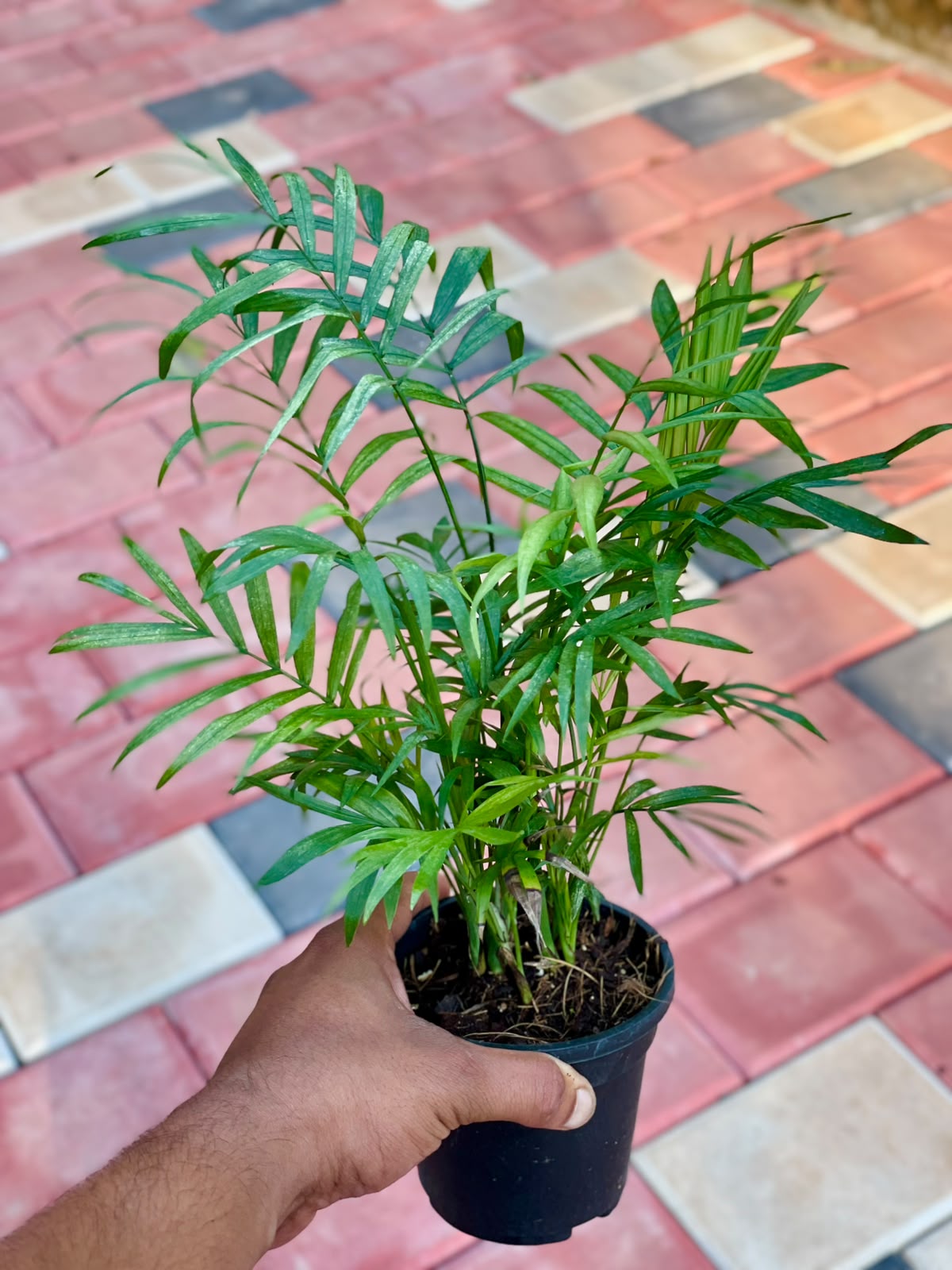 Bamboo Palm – 4 Inch Pot