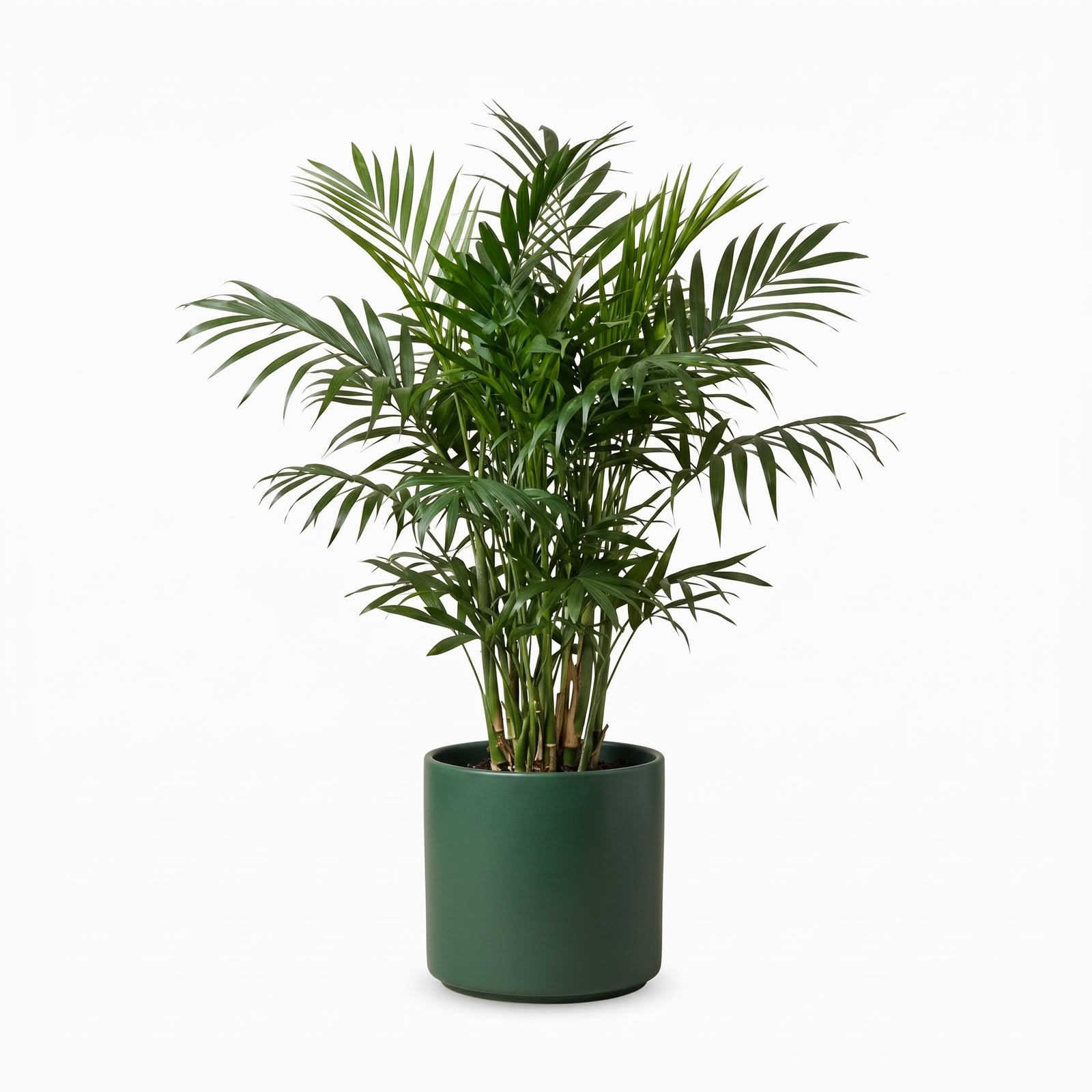 Bamboo Palm – 4 Inch Pot