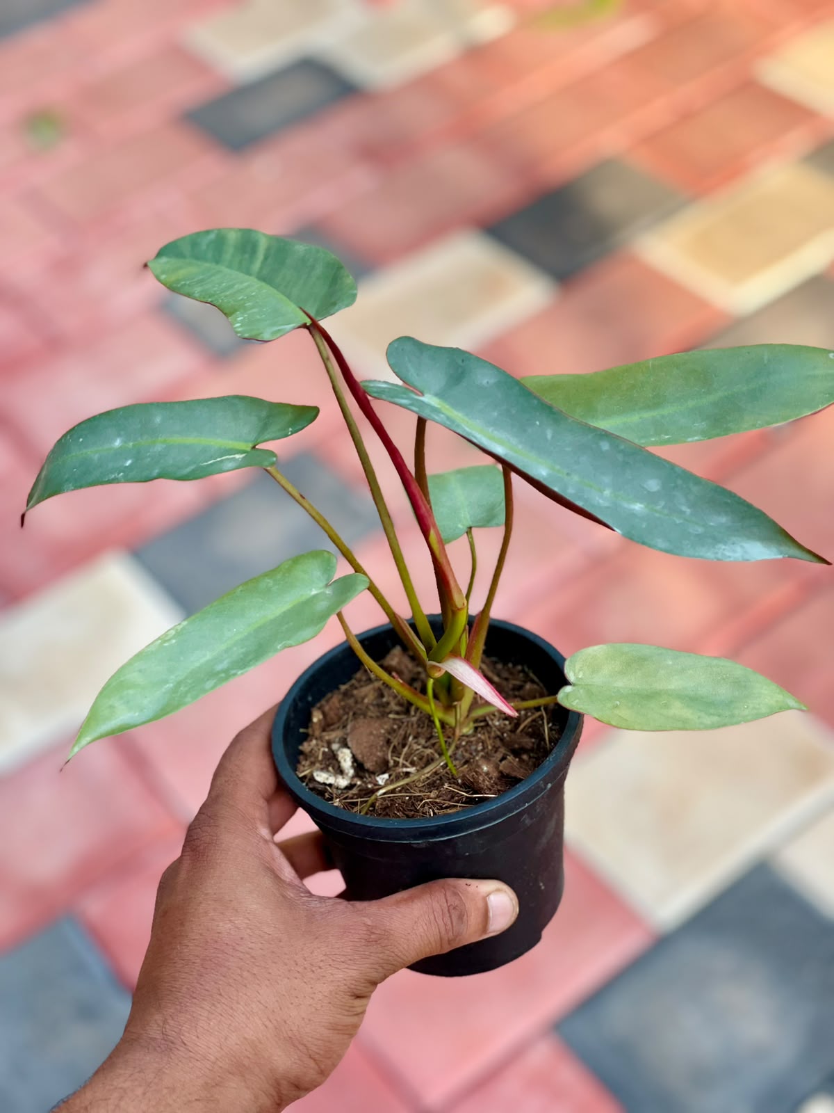Philodendron Atabapoense – 4 Inch Pot