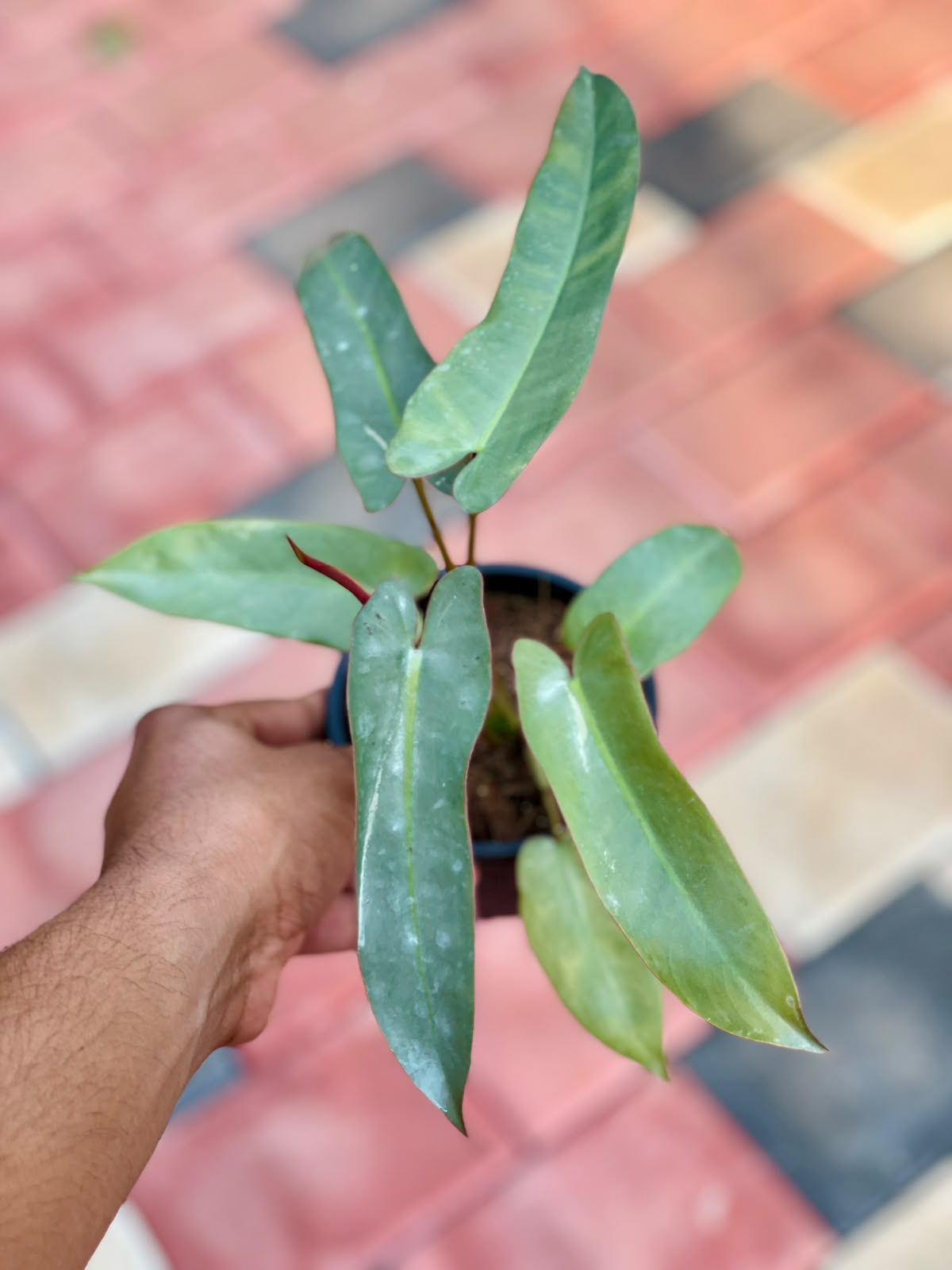 Philodendron Atabapoense – 4 Inch Pot