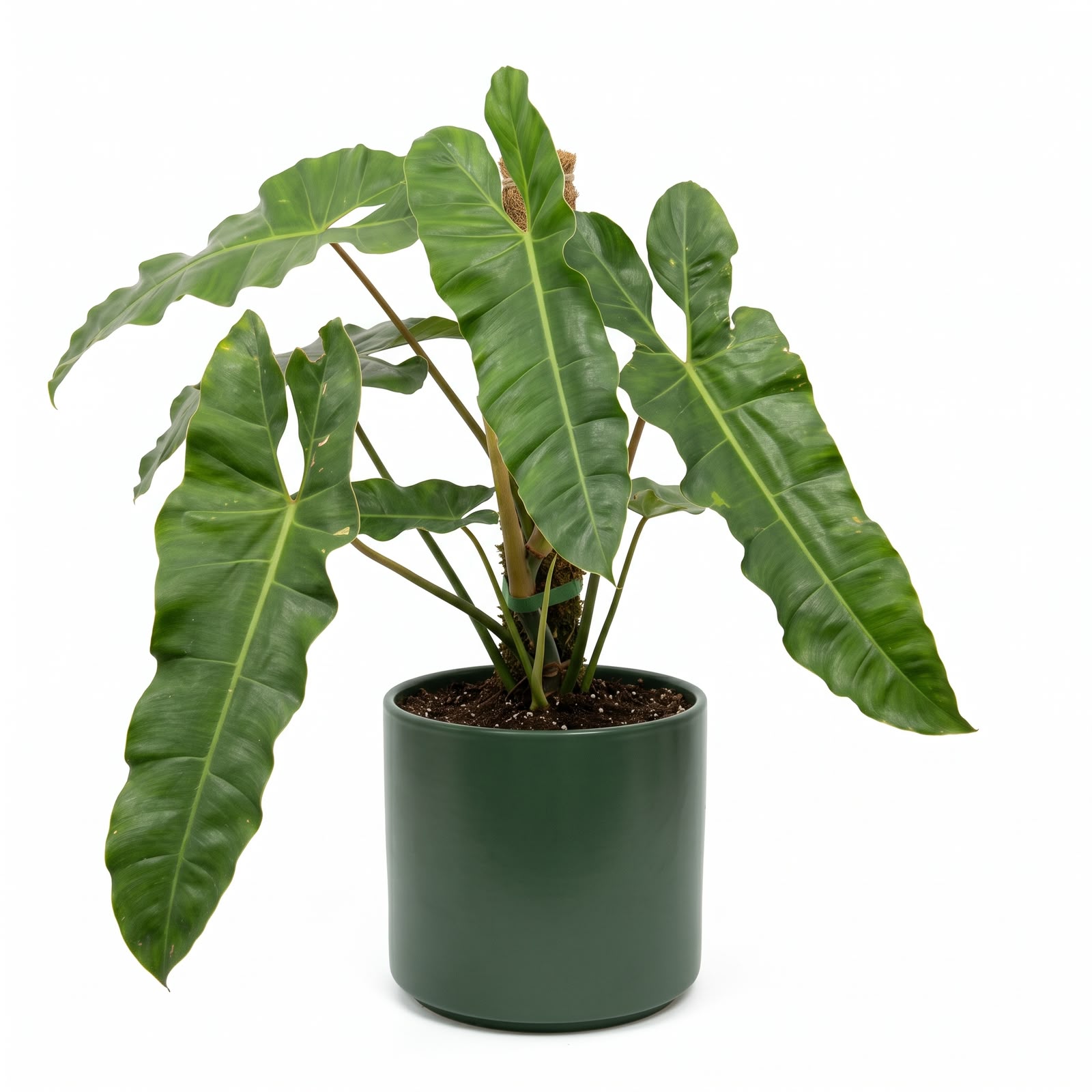 Philodendron Atabapoense – 4 Inch Pot