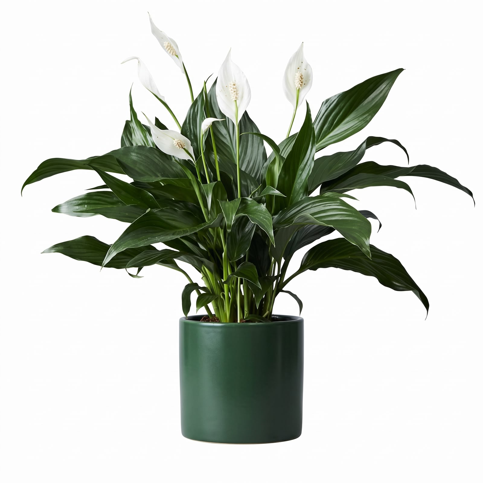 Peace Lily – 10 cm Pot