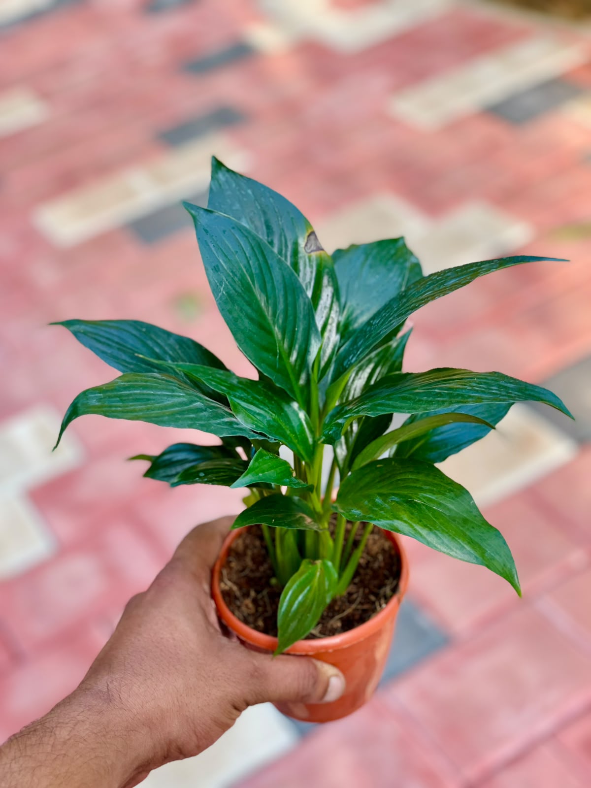 Peace Lily – 10 cm Pot