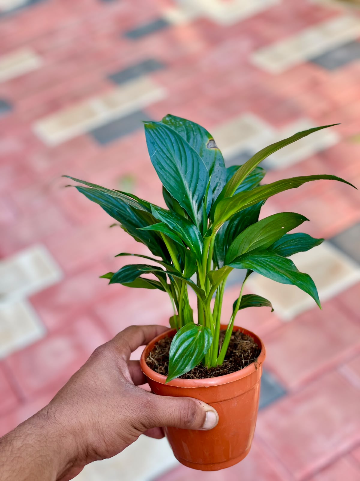 Peace Lily – 10 cm Pot