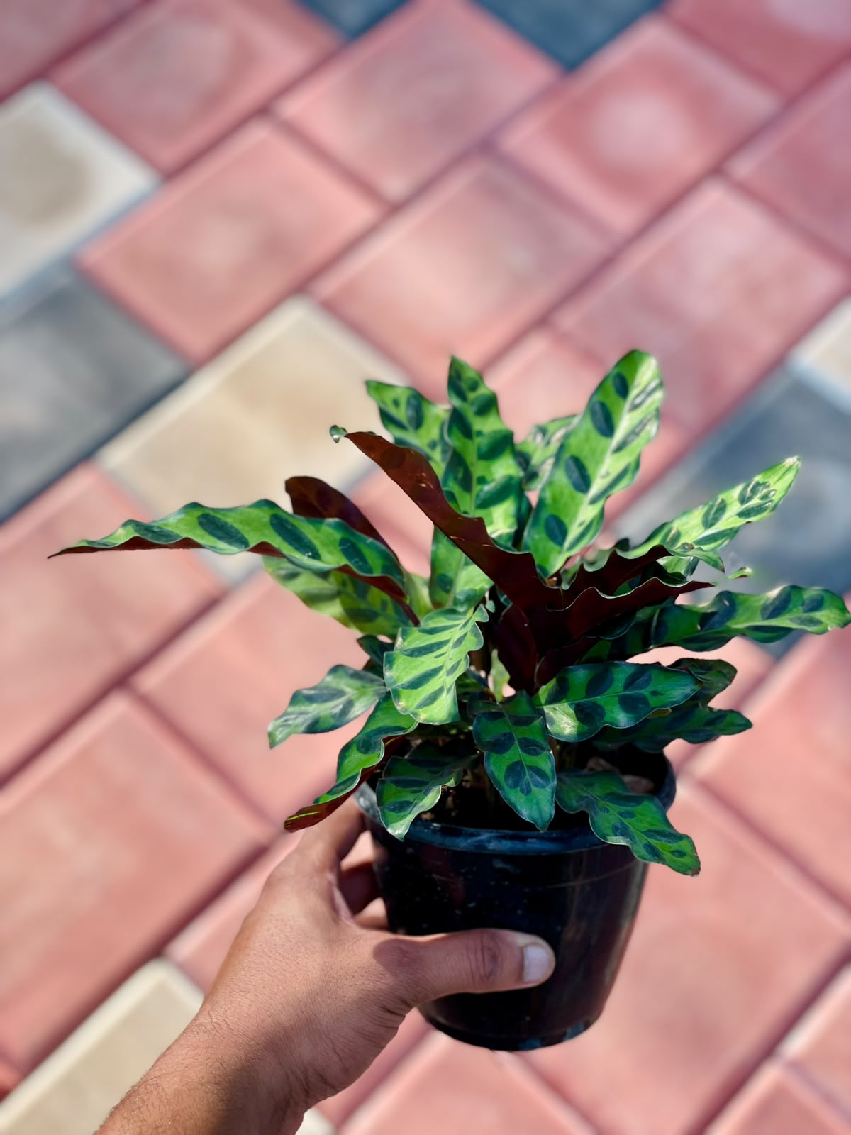 Calathea Insignis – 12 cm Nursery Pot