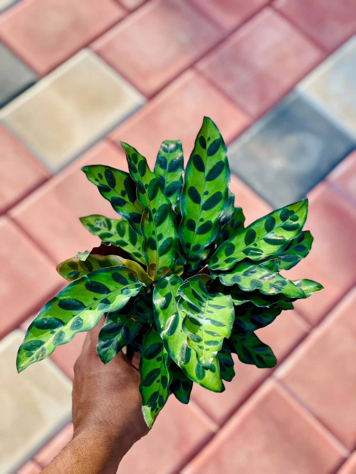 Calathea Insignis – 12 cm Nursery Pot