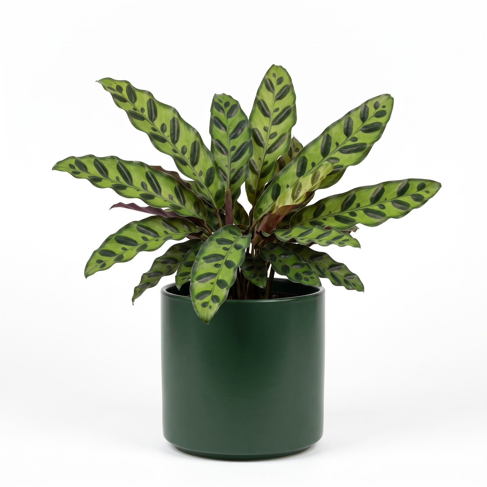 Calathea Insignis – 12 cm Nursery Pot