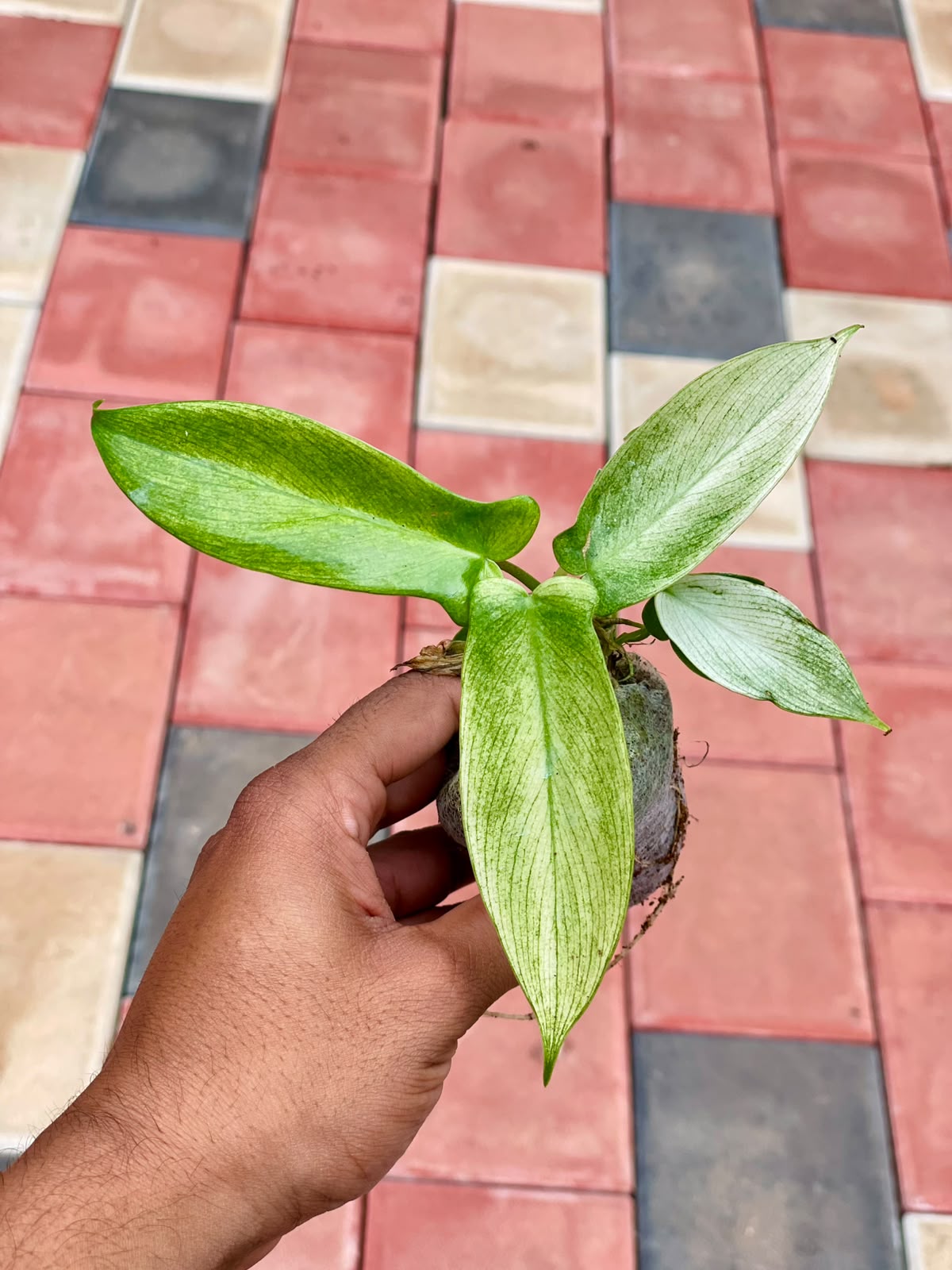 Philodendron Florida Ghost Variegated – Plant in Jiffy Bag