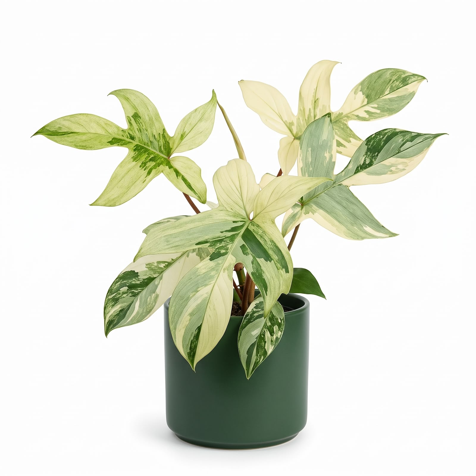 Philodendron Florida Ghost Variegated – Plant in Jiffy Bag