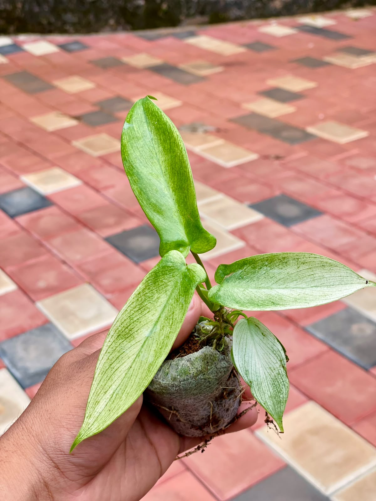Philodendron Florida Ghost Variegated – Plant in Jiffy Bag