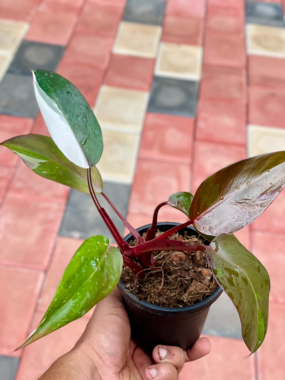 Philodendron Pink Princess Marble – 4 Inch Pot