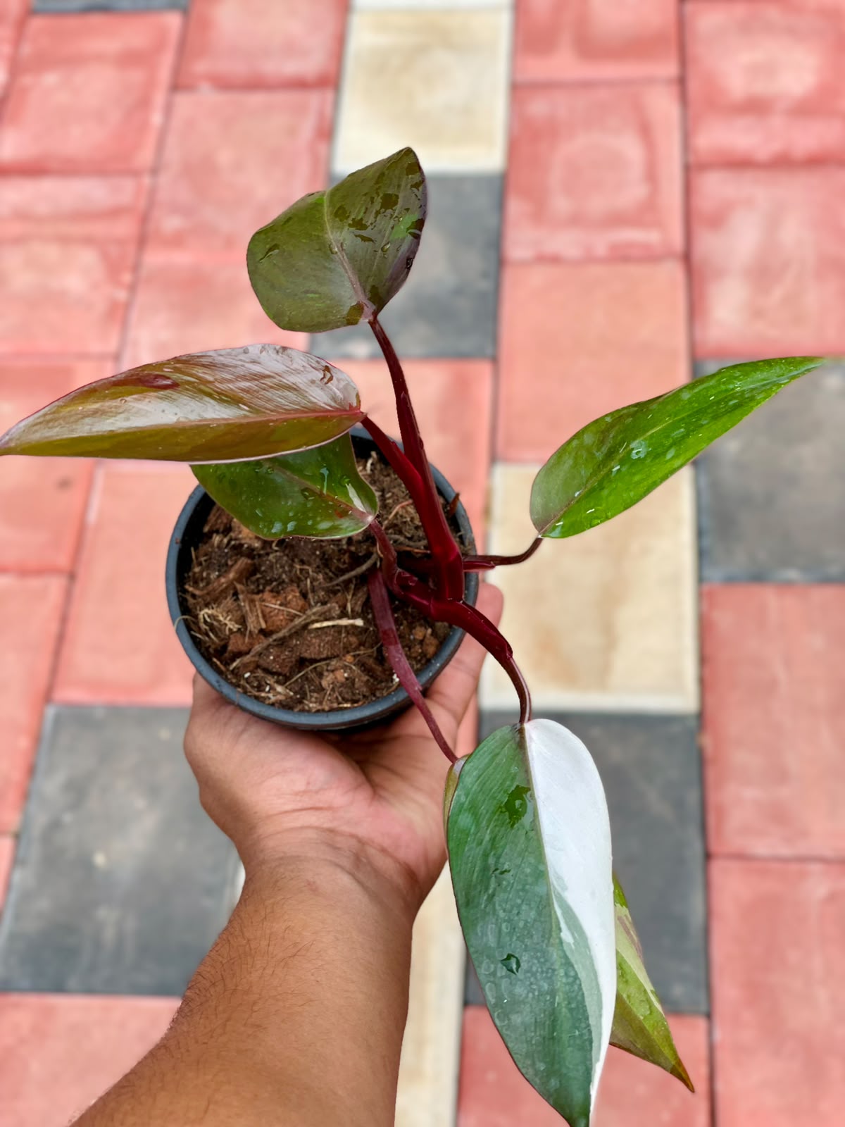 Philodendron Pink Princess Marble – 4 Inch Pot
