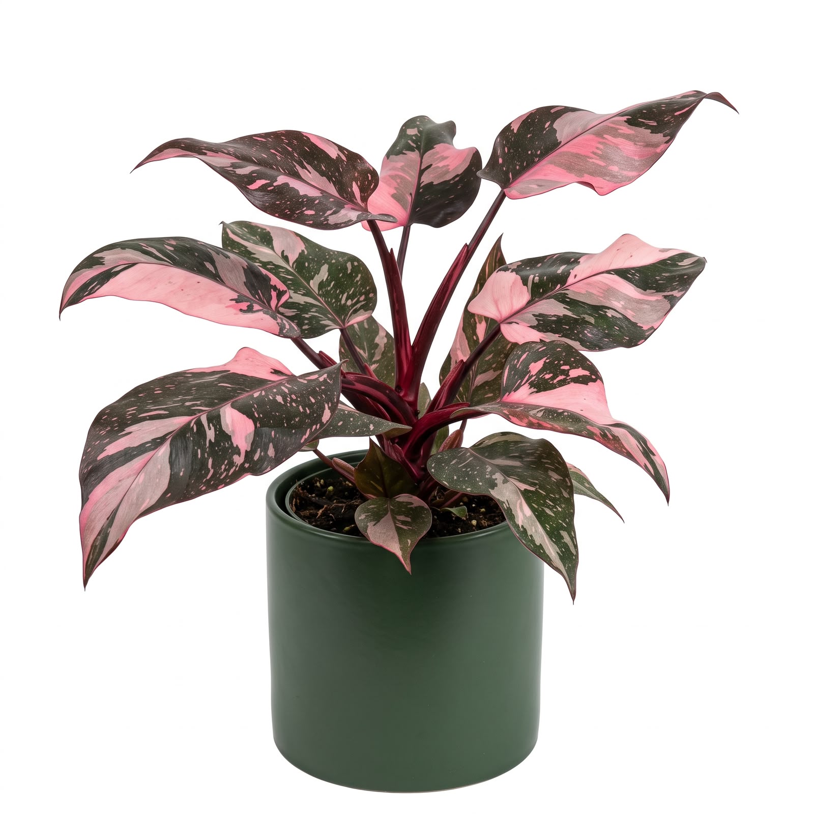 Philodendron Pink Princess Marble – 4 Inch Pot