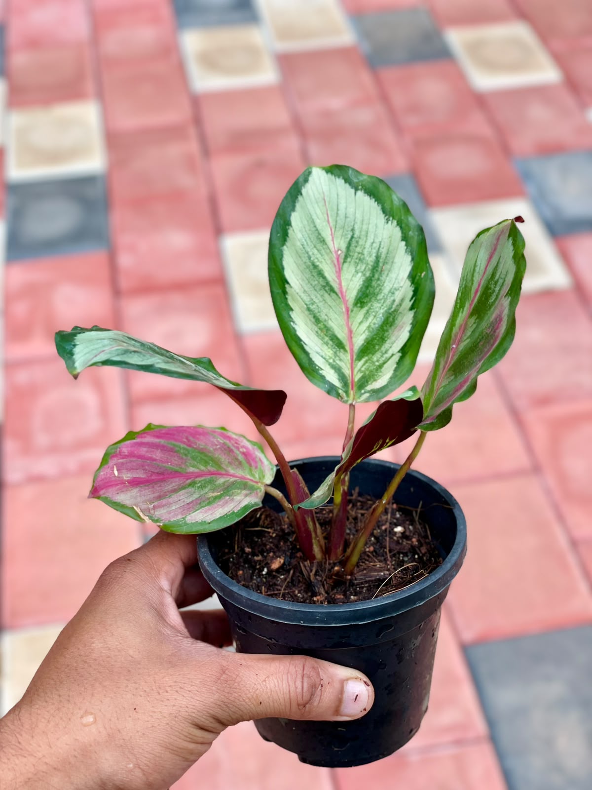 Calathea Roseopicta Rosy – 8.5 cm Pot