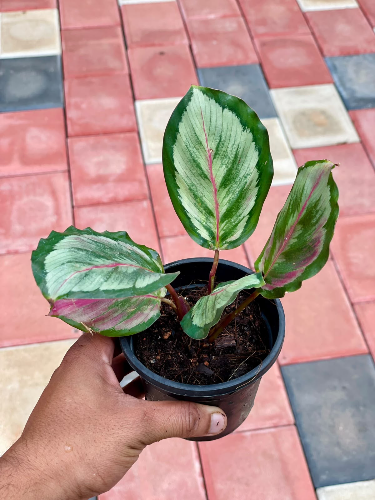 Calathea Roseopicta Rosy – 8.5 cm Pot