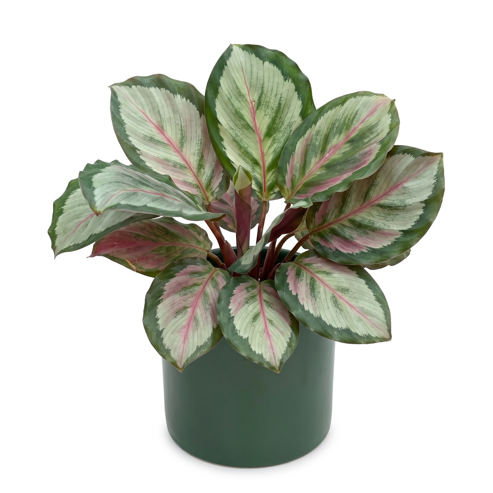 Calathea Roseopicta Rosy – 8.5 cm Pot