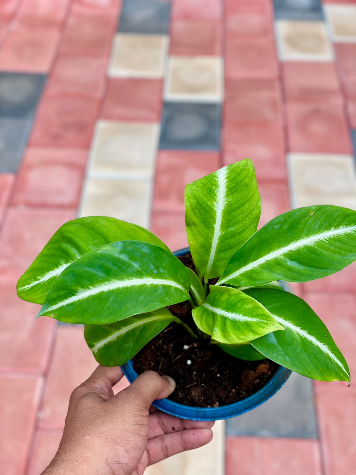 Peace Lily Silver Streak – 12 cm Nursery Pot