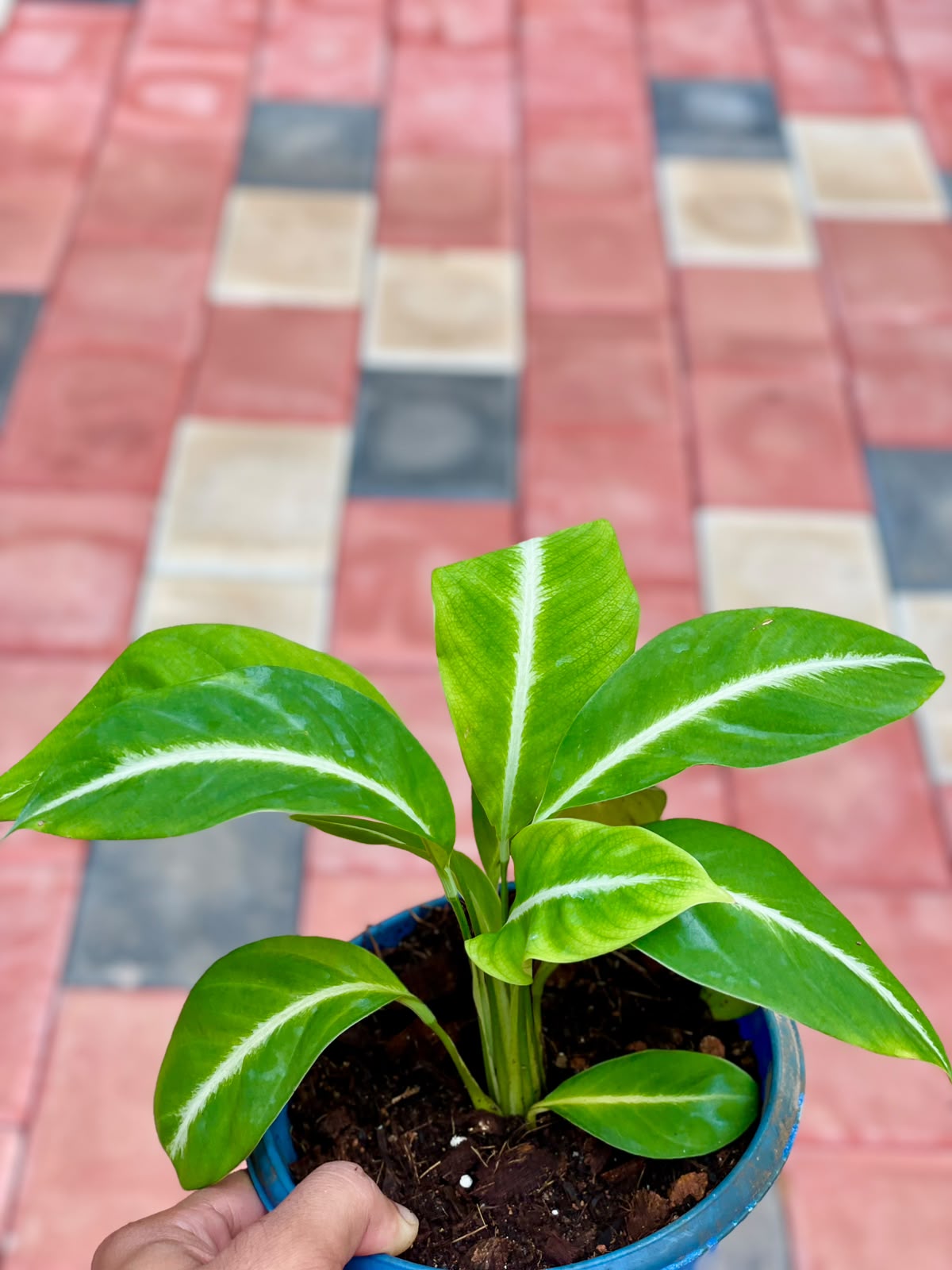 Peace Lily Silver Streak – 12 cm Nursery Pot