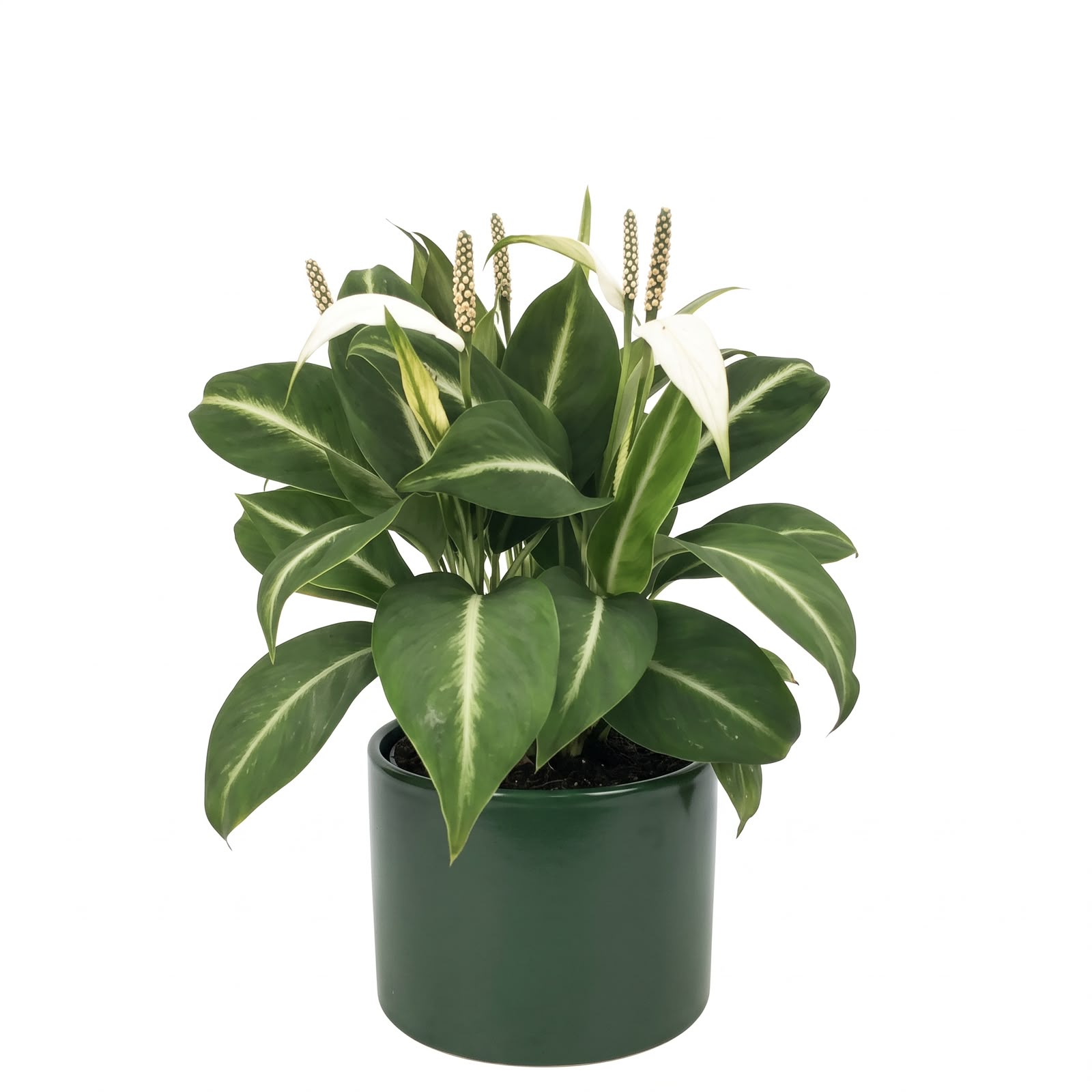 Peace Lily Silver Streak – 12 cm Nursery Pot