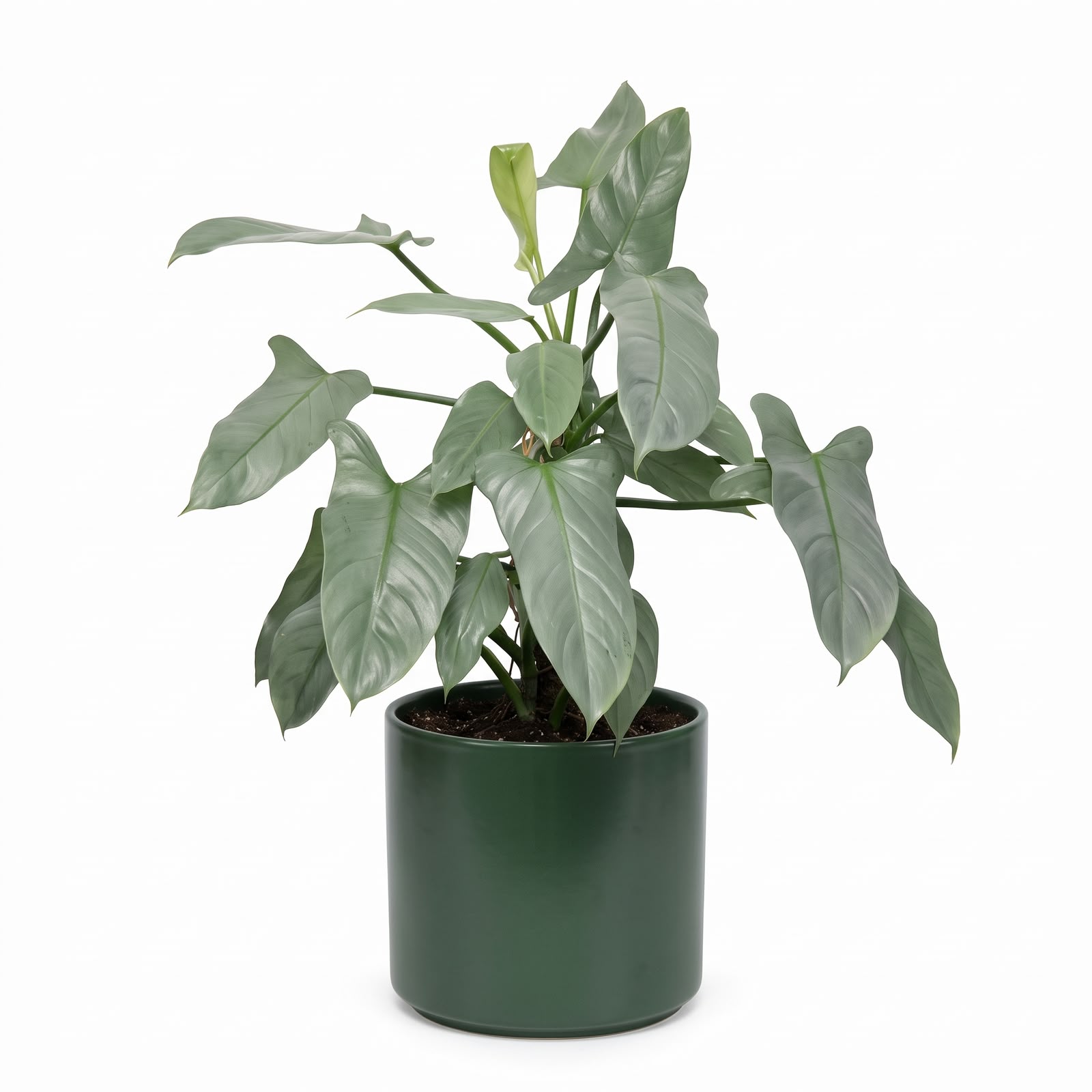 Philodendron Silver Sword – Plant in Jiffy Bag