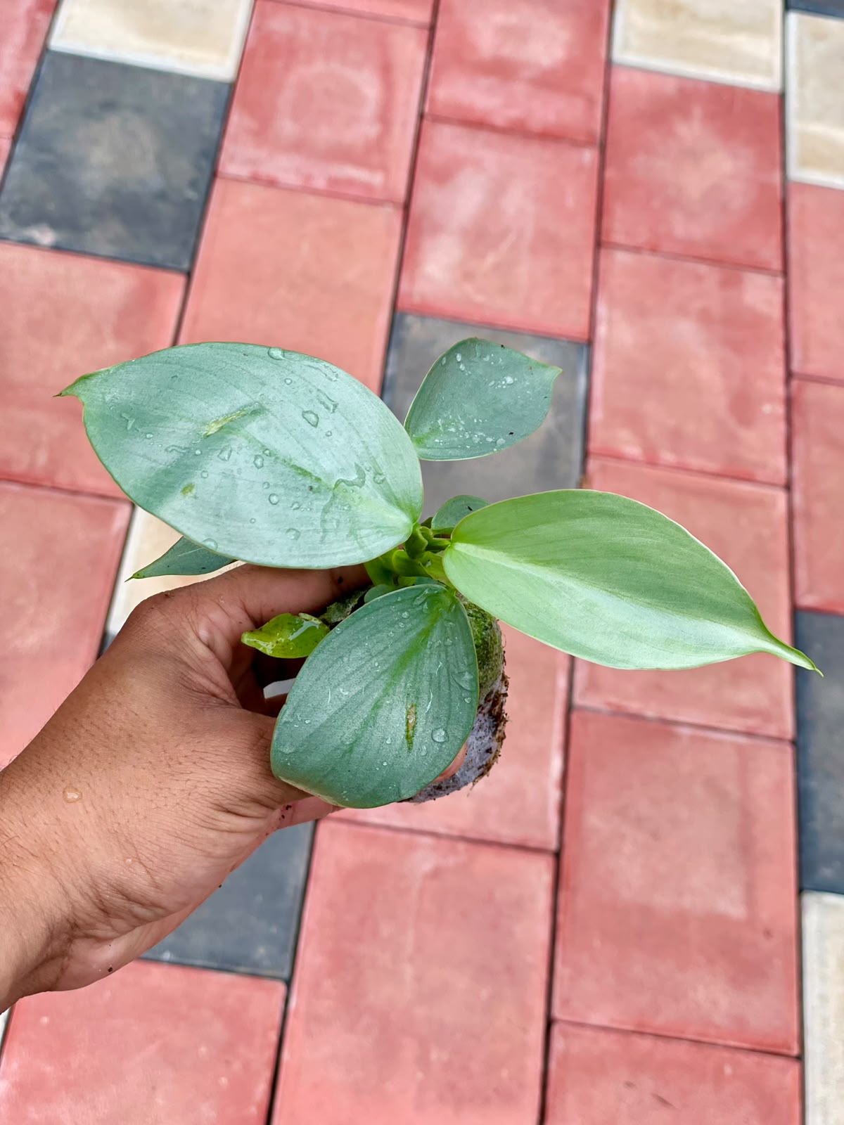 Philodendron Silver Sword – Plant in Jiffy Bag