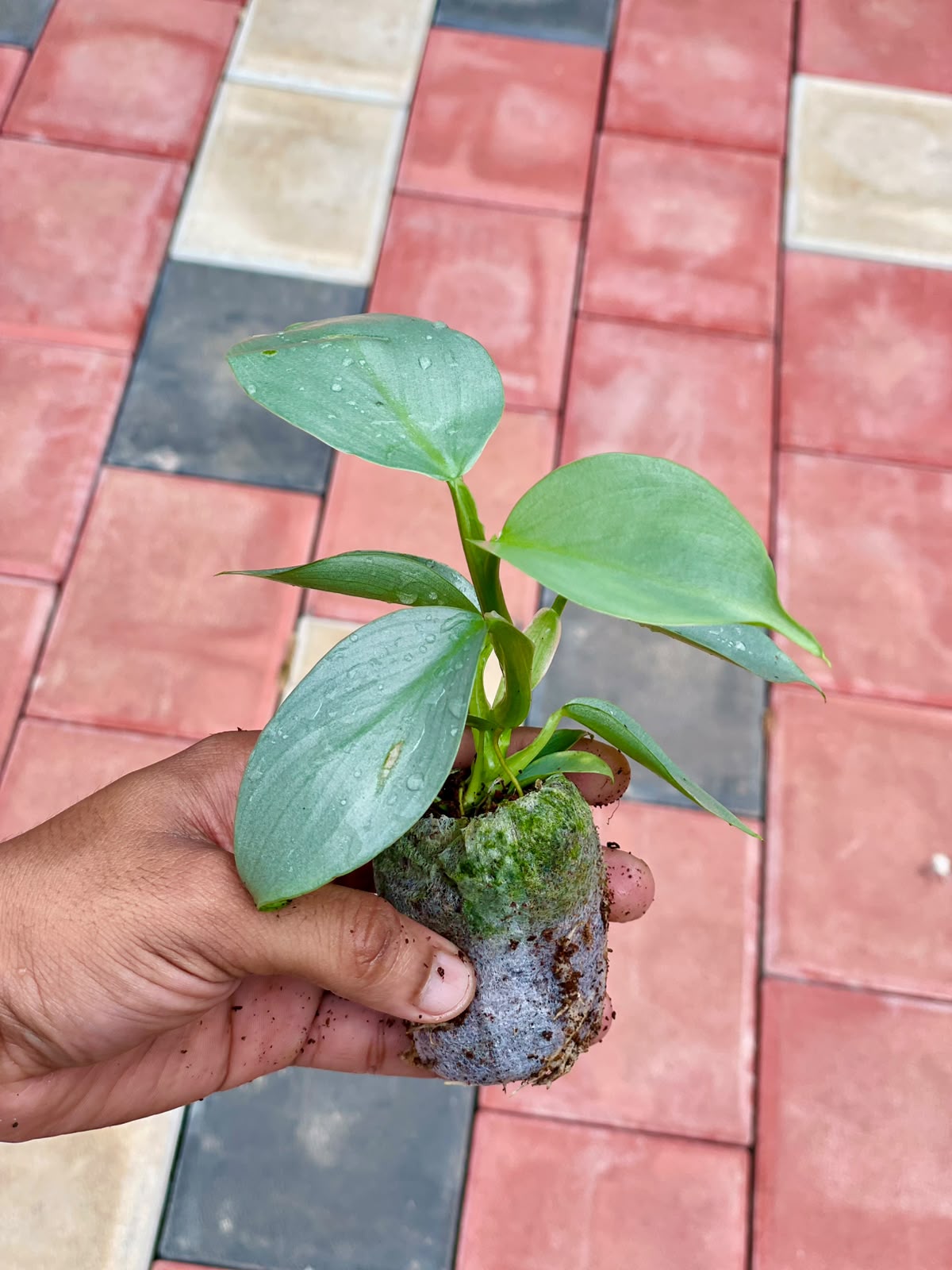 Philodendron Silver Sword – Plant in Jiffy Bag